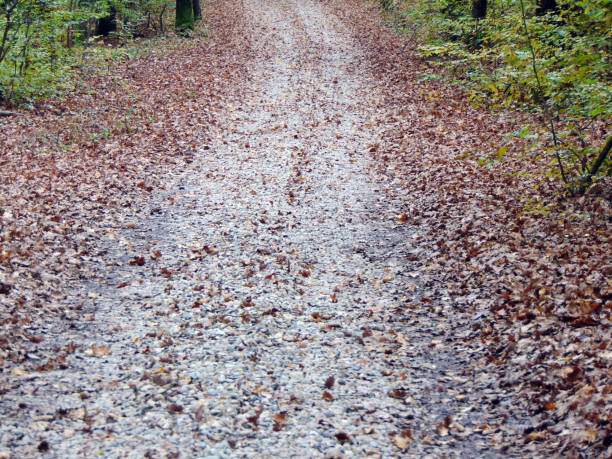 istock autumn in the forest - nature 1325886454