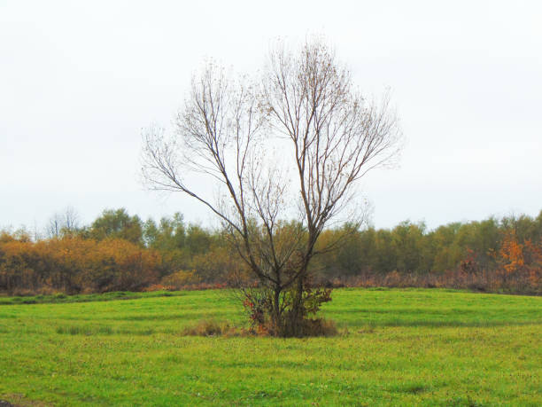 istock landscape in autumn in Maramures county 1325886491