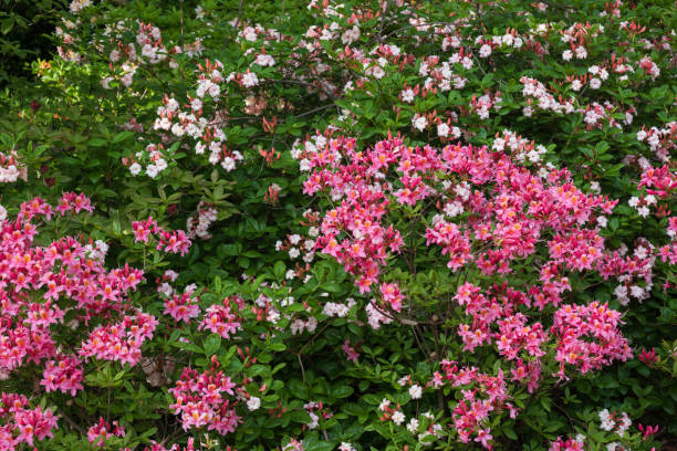 rhododendron canzonetta kwiaty - canzonetta zdjęcia i obrazy z banku zdjęć