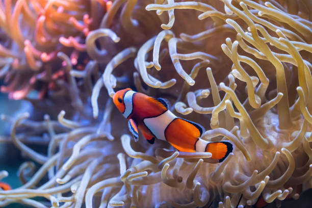 istock Peacock Clownfish In Anemone Tentacles 1325886729
