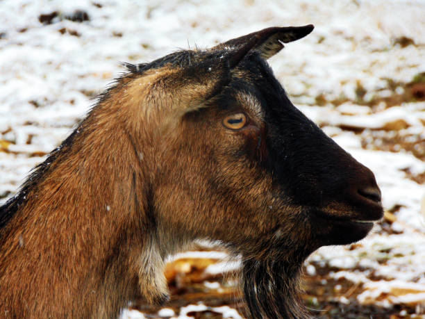 istock goat at farm in the winter 1325886799