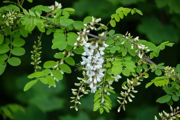 Robinia pseudoacacia, other names: false acacia or black locust, deciduous tree branch with leaves and flowers, pea family: Fabaceae.