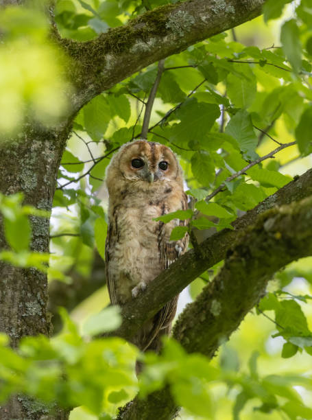 istock Young tawny owl 1325887431