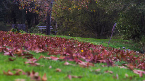 istock Heap of fallen leaves 1325888026
