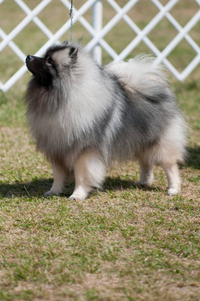 istock Keeshond standing in a dog show ring 1325888042