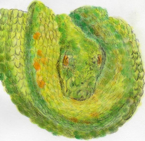 Green Python Drawing 10+ Green Tree Python Stock Illustrations, Royalty-Free Vector Graphics ...