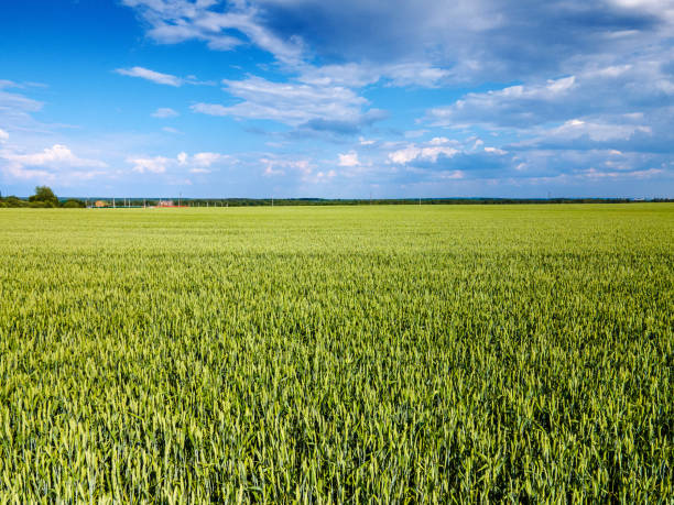 istock Beautiful green field of wheat 1325888875