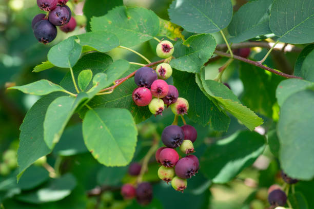 Amelanchier alnifolia the saskatoon pacific serviceberry ripening fruits, green and purple serviceberries on alder-leaf shadbush Amelanchier alnifolia the saskatoon pacific serviceberry ripening fruits, green and purple serviceberries and leaves on alder-leaf dwarf shadbush canada close up color image day stock pictures, royalty-free photos & images