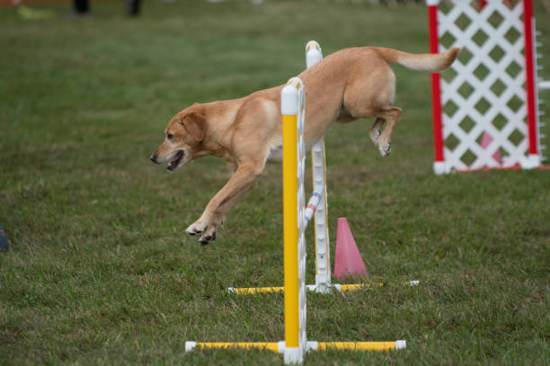 istock Labrador Retriever jumping hurdle 1325889483
