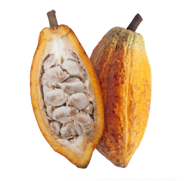 Cacao or Cocoa fruits isolated on white background Cacao or Cocoa fruits isolated on white background theobroma stock pictures, royalty-free photos & images