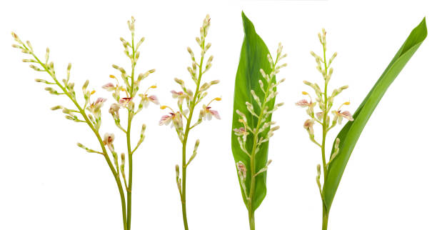 istock Galanga plant isolated on white background 1325891420