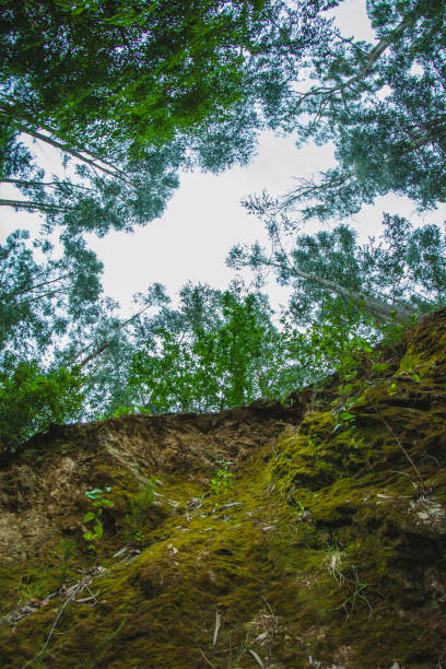istock view from the forest ravine to the treetops 1325891931