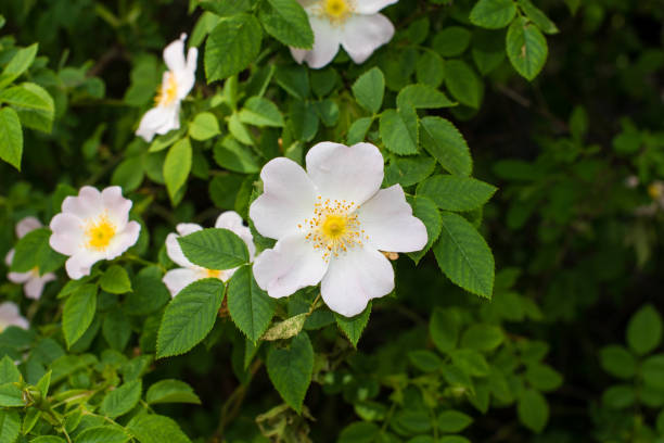istock rosehip flowers in the garden 1325892140