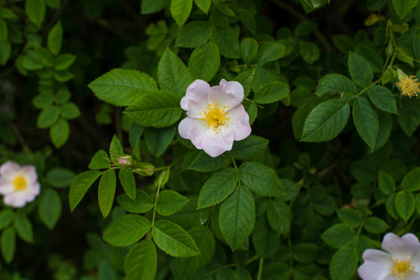 istock rosehip flowers in the garden 1325892994