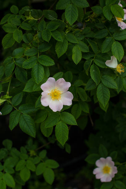 istock rosehip flowers in the garden 1325893201