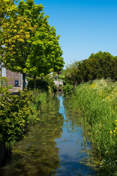 istock trees and pond in the park 1325893352