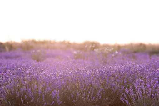 Lavender flowers in field