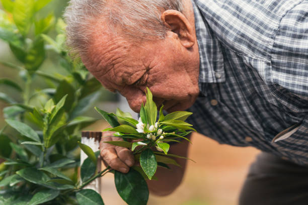 istock Older man in the orchard looking at young plants. Selective focus. 1325893489