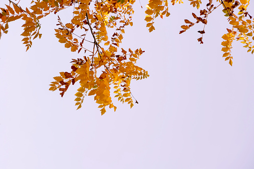Autumn leaves perfectly isolated on a pink background.