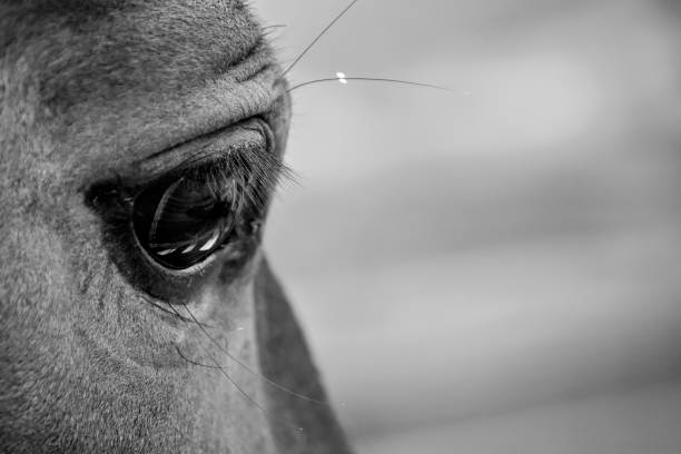istock Horses Soul 1325894661