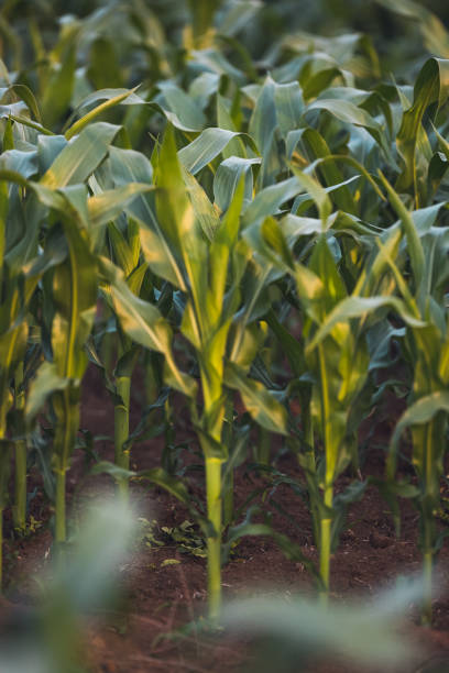 istock Popcorn agriculturar fieldss 1325895058