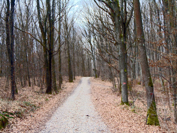 istock autumn in the forest - Maramures 1325895067