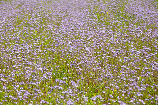 Phacelia tanacetifolia also known lacy phacelia, blue tansy or purple tansy flower field, planted for honeybees. Outdoors on warm summer day.