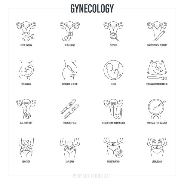 ilustrações, clipart, desenhos animados e ícones de ícones de linha fina de ginecologia definidos. ultrassom, check-up, fertilização artificial, gravidez, feto, cirurgia ginecológica, menstruação, cesariana, inseminação intrauterina, teste de gravidez, aborto. ilustração vetorial. - human fertility