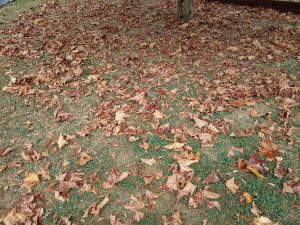 istock leaves on the ground in autumn 1325897495