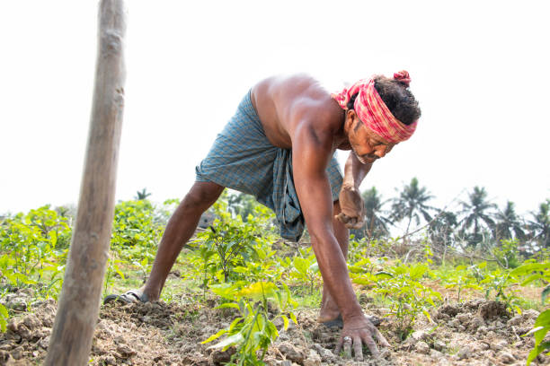 istock Rural Indian Farmer  Working in agricultural field 1325897657