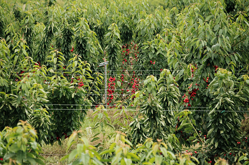 A intensive farming field for cherries