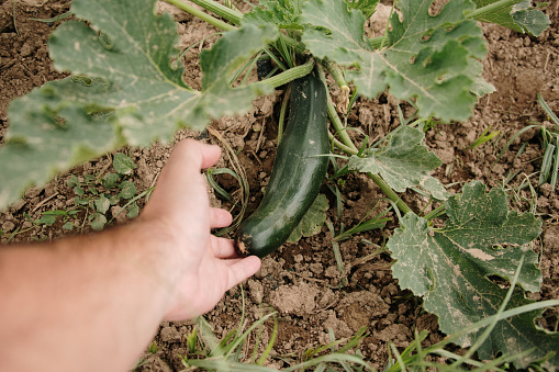 Harvesting a zucchini from its plant in an orchard
