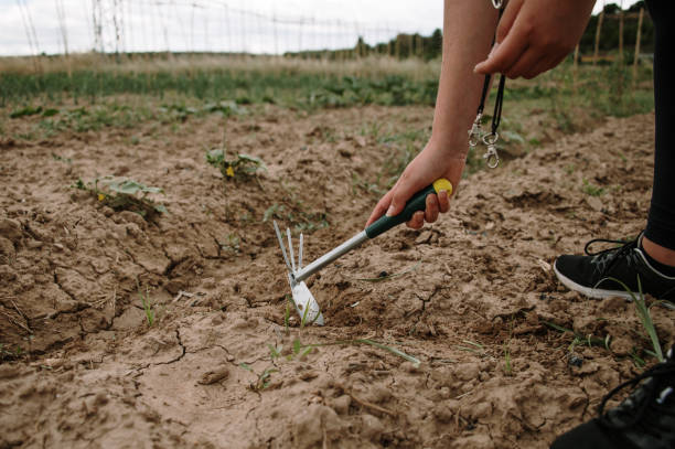 istock Removing weeds in an orchard 1325897890