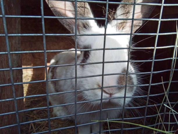 istock rabbit at farm in Maramures county 1325898961
