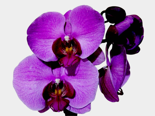istock purple orchid isolated on white 1325898999