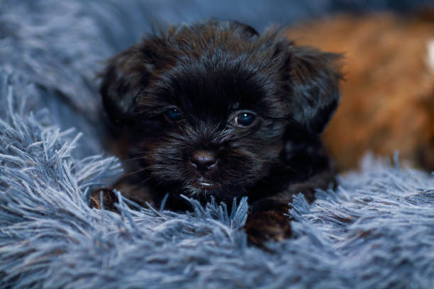 istock Little black puppy 1325899017