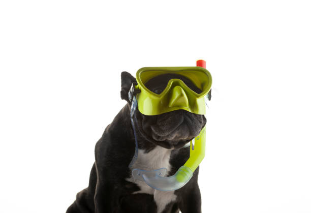 istock image of dog white background 1325900623