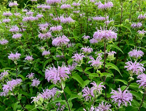 Purple Bee Balm in bloom