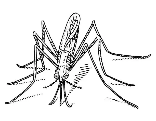 Vector illustration of Biting Midge Insect Disease Vector Drawing