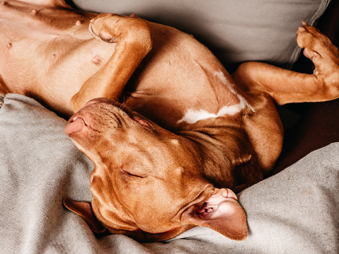 Lovable, pretty puppy of brown color. Close-up