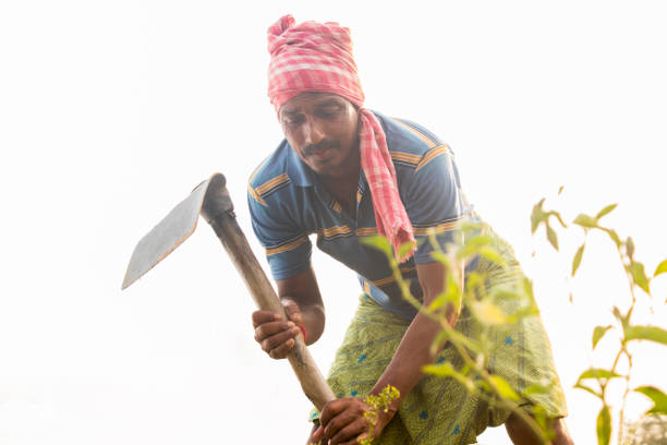 istock Rural Indian Farmer  Working in agricultural field 1325903009