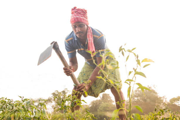 istock Rural Indian Farmer  Working in agricultural field 1325903010