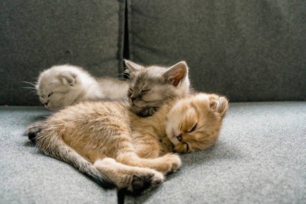 istock British Shorthair cat kitten 1325903389