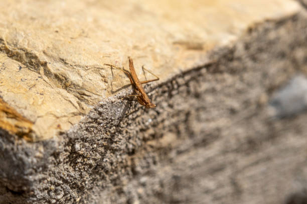 Domestic grasshopper resting on a rock