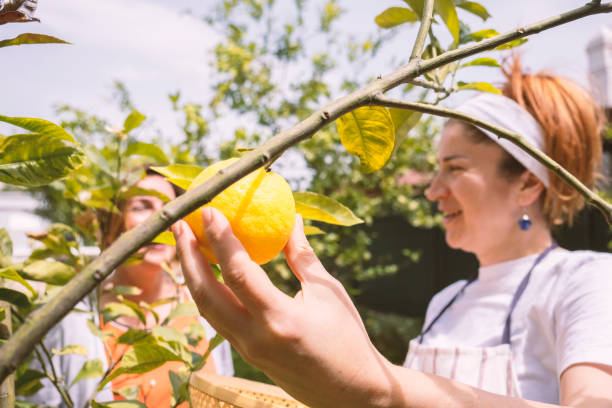 istock Two happy female adults harvesting lemons 1325903450