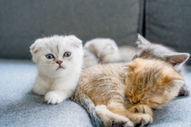 istock British Shorthair cat kitten 1325903520