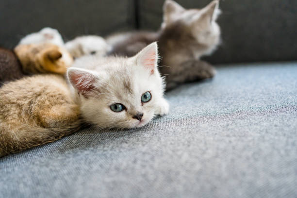 istock British Shorthair cat kitten 1325903656