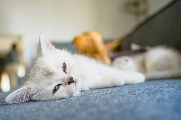 istock British Shorthair cat kitten 1325904337