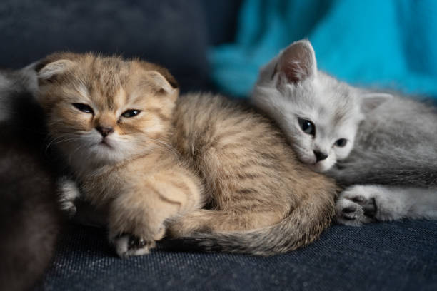istock British shorthairs kitten cat sleeping 1325904341