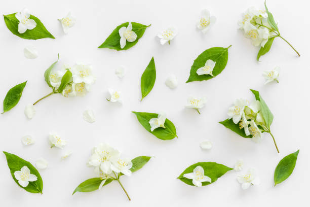 istock White jasmine flowers pattern top view. Floral flat lay 1325904485